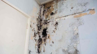 Mold Removal, Remediation and Restoration Service in Kenton County